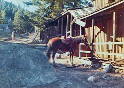 Caribou ranch horse, photo by Marianne Evans