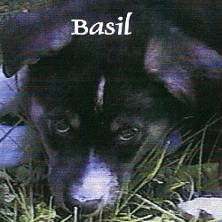 Basil front CD cover